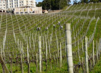 Bento Gonçalves, passeando pelo Vale dos Vinhedos Vale dos Vinhedos Bento Gonçalves